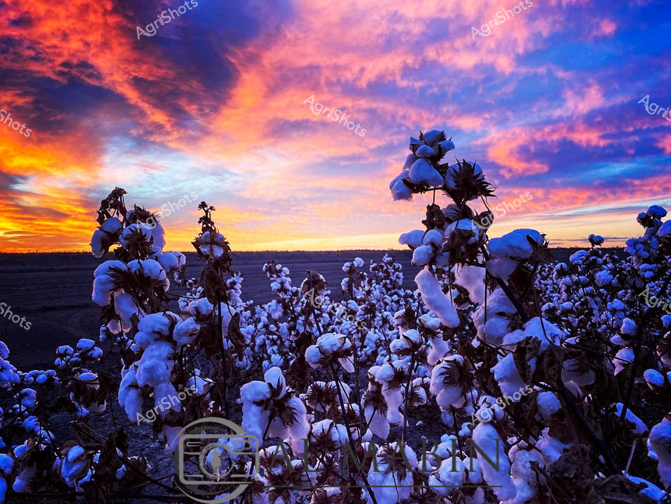 Luminous bolls of pure white cotton burst against a spectacular twilight sky, transforming the agricultural landscape into a breathtaking canvas of color and texture. Deep azure and vibrant orange hues streak across the horizon, casting an ethereal light on row upon row of mature cotton plants heavy with their pristine harvest. The cotton field stretches across the Queensland plains, silhouetted against a dramatic sunset that bleeds warm amber and deep purple across the expansive sky. Each cotton boll appears delicately sculpted, their soft white fibers catching the last golden rays of sunlight, creating a striking contrast between the robust dark plant stems and the luminescent crop. This image captures the magical moment when agricultural precision meets natural beauty - the culmination of months of careful cultivation, with each perfect cotton boll representing the success of Queensland's agricultural expertise. The scene evokes a sense of tranquil accomplishment, reflecting the rhythmic cycles of rural production and the stunning environmental backdrop that makes Australian cotton farming so distinctive.