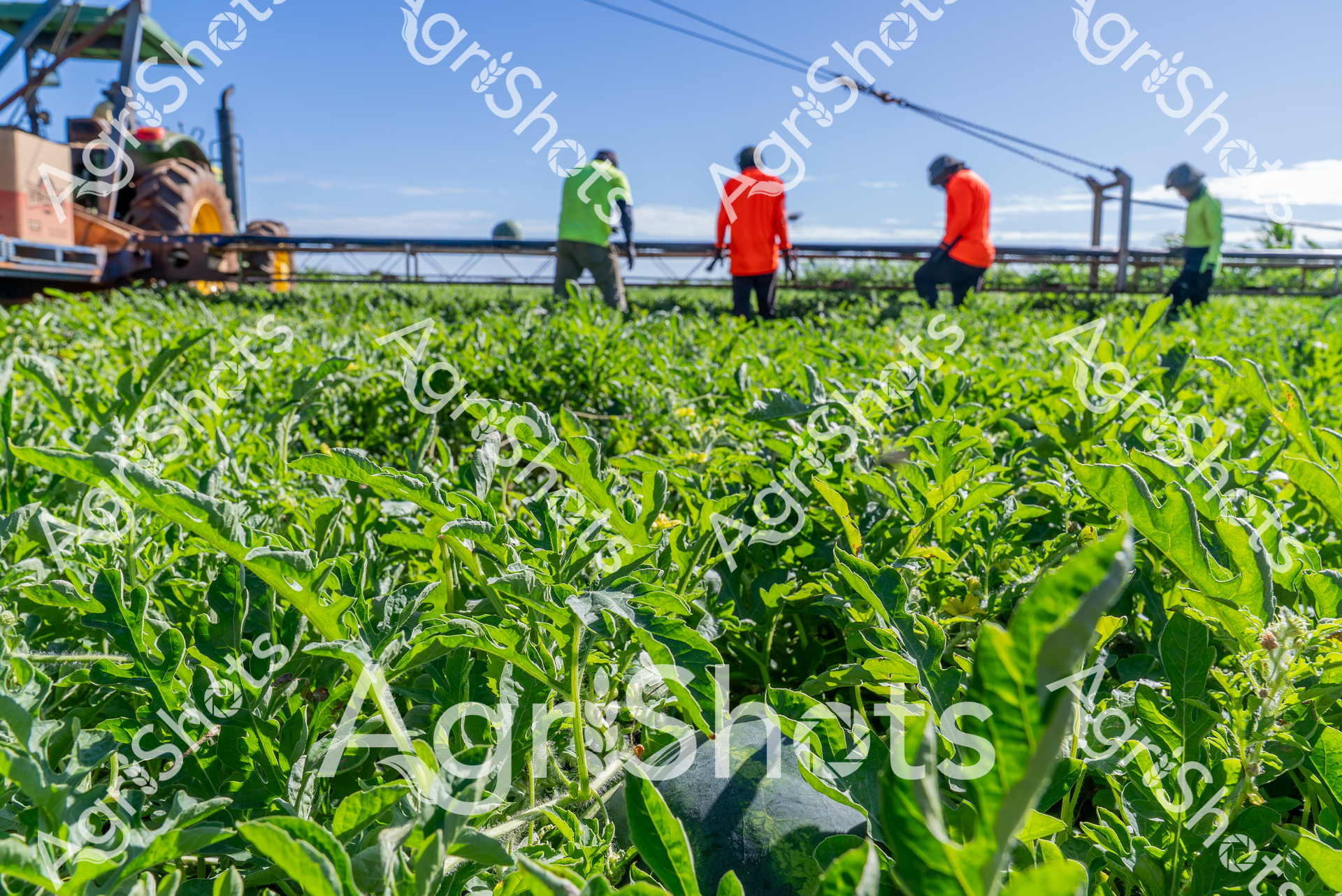 ALMABIN_0171070690_1388887-scaled-watermarked-image-1.png