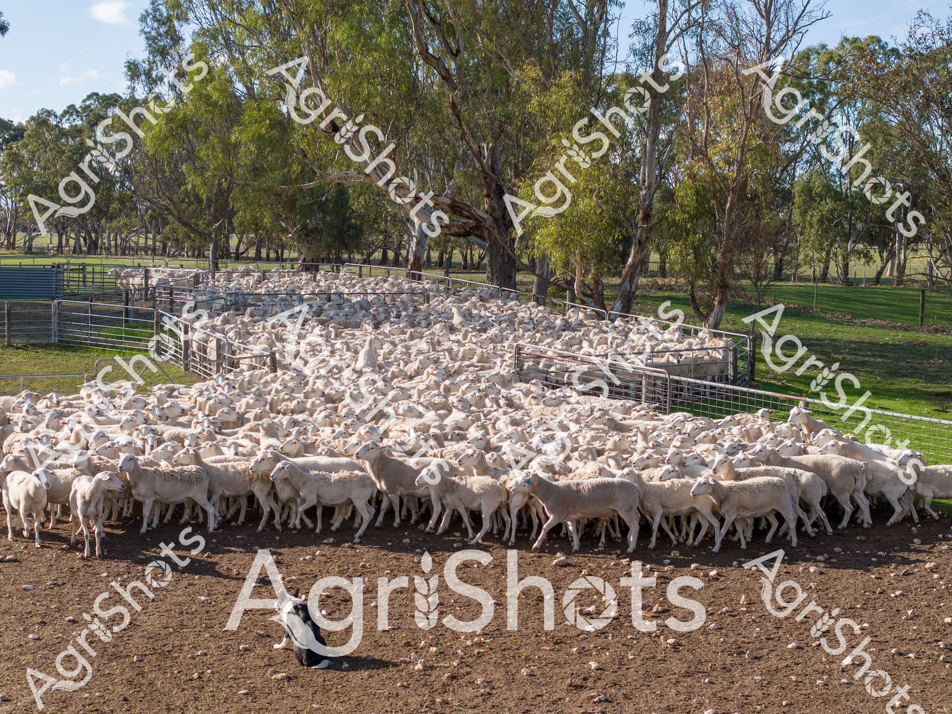 Merino Sheep Mustering in Rural Australia

A dense mob of pristine white Merino sheep fills a meticulously fenced paddock, their woolly bodies pressed tightly together against a backdrop of classic Australian eucalyptus woodland. A skilled working dog, likely a well-trained Australian Kelpie, sits attentively in the foreground, controlling the large flock with disciplined precision. The landscape speaks of a late morning in spring, with dappled sunlight filtering through mature gum trees and casting soft shadows across the verdant green pasture and dusty yard. Weathered fence lines and the natural undulation of the pastoral landscape frame the scene, highlighting the immense scale of Australian sheep farming. The flock's uniform white fleece creates a striking visual texture, demonstrating the result of generations of careful breeding and agricultural expertise. This image captures the essence of Australian agricultural production - a harmonious blend of human skill, animal husbandry, and the challenging yet beautiful rural environment.