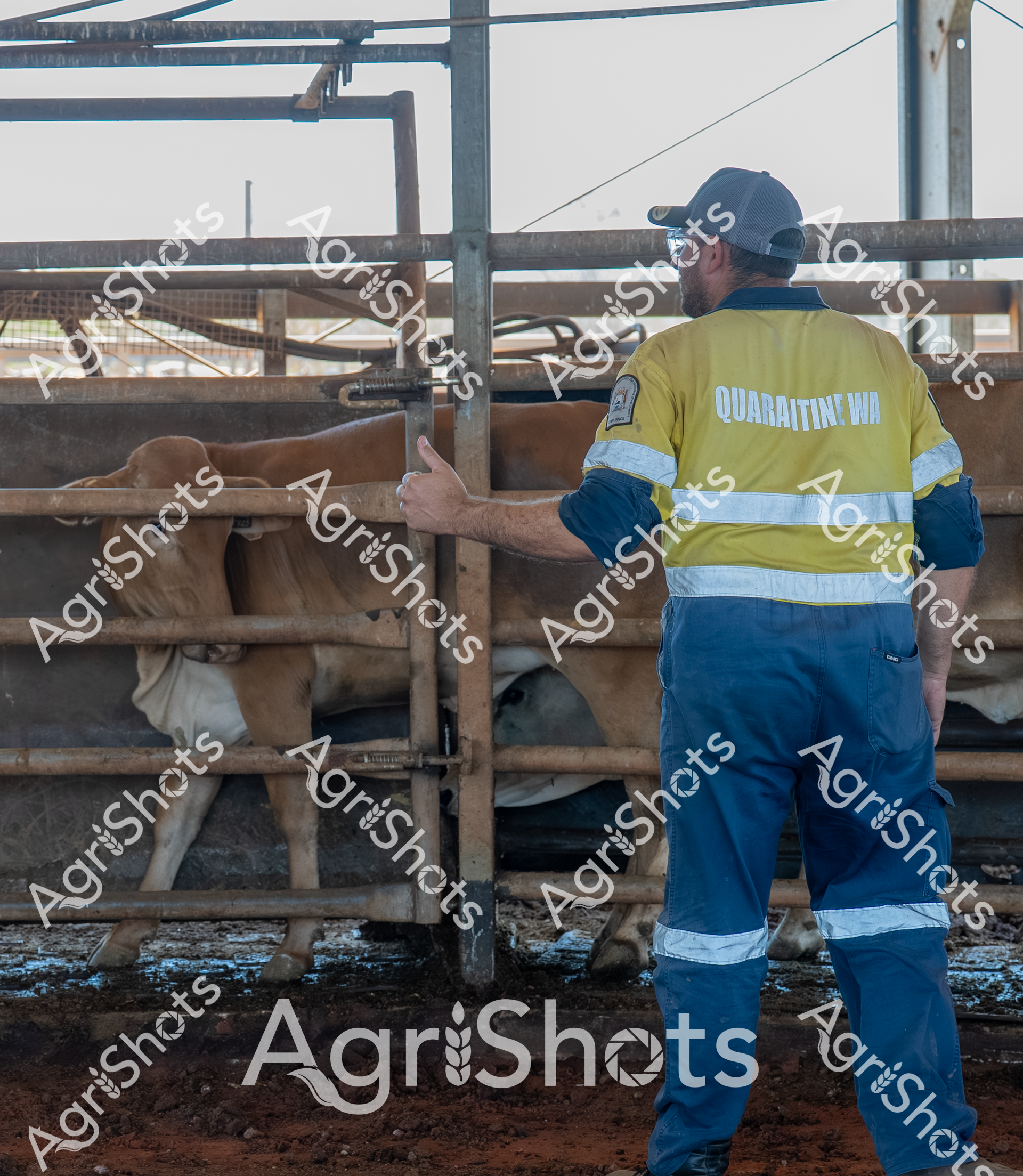 ALMABIN_0403638291_5018071-scaled-watermarked-image-1.png
