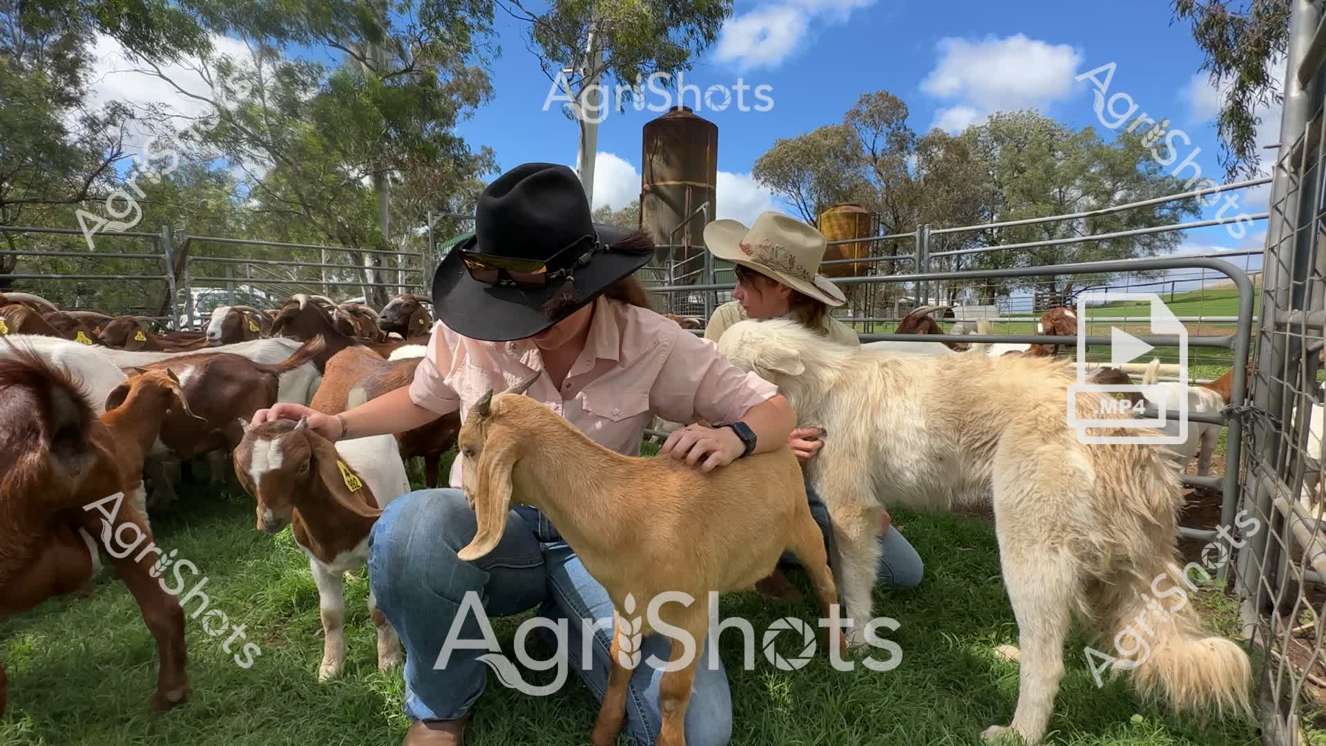 Two women in wide-brimmed hats and work shirts carefully examine goats in a rural livestock paddock. A woman in a wide black hat crouches down, gently handling a golden-colored goat surrounded by a herd of white and brown goats in a fenced yard. Agricultural water tanks and gum trees populate the background, creating a quintessential Australian farm setting. The green grass and blue sky suggest it's a mild spring or early summer day, with the women demonstrating careful animal handling and inspection techniques typical of professional livestock management. Multiple goats wear yellow ear tags, indicating systematic herd tracking and management. The scene captures the meticulous care and hands-on approach of agricultural workers in managing small livestock.