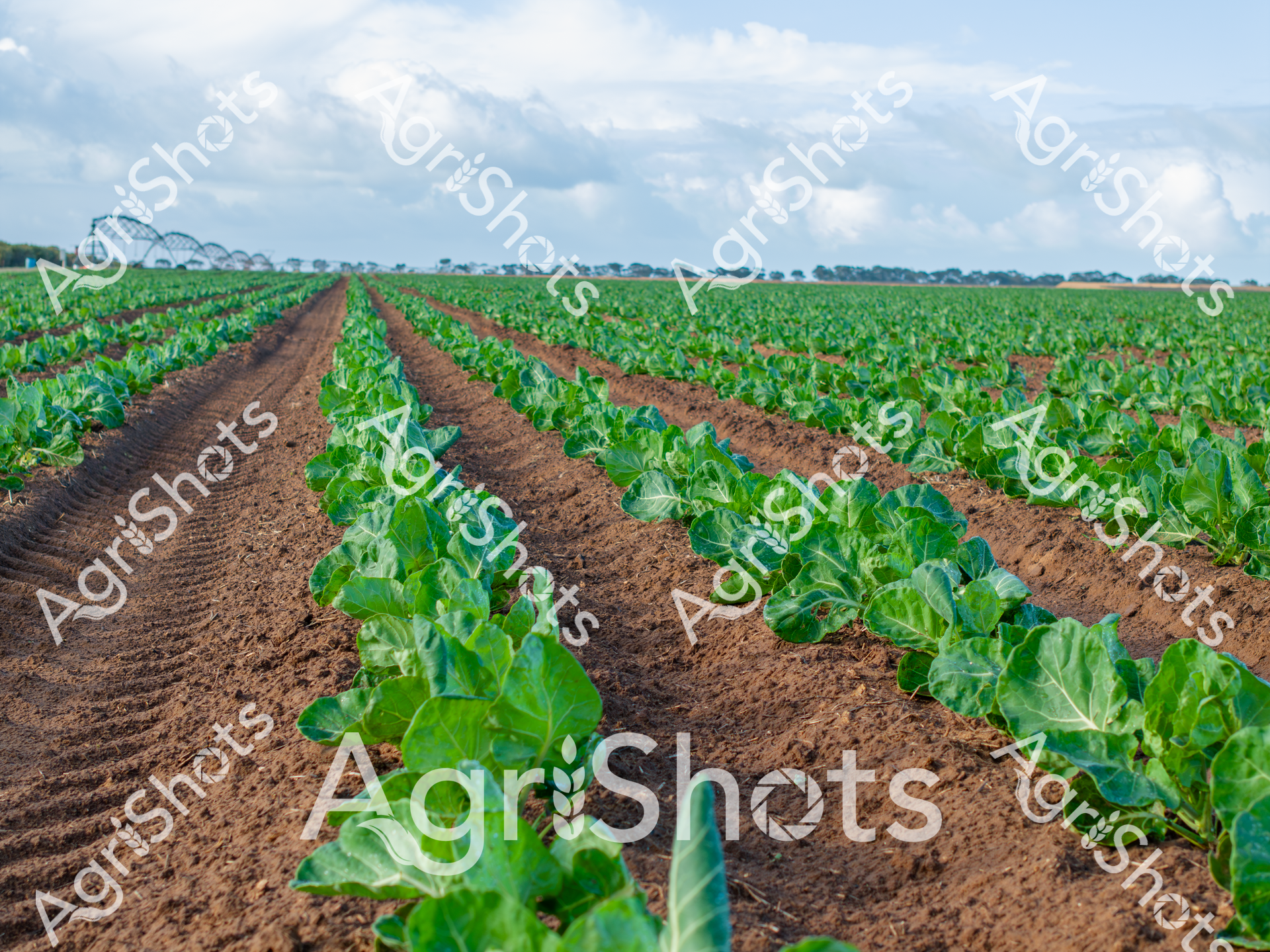 ALMABIN_0620011939_8869365-scaled-watermarked-image-1.png