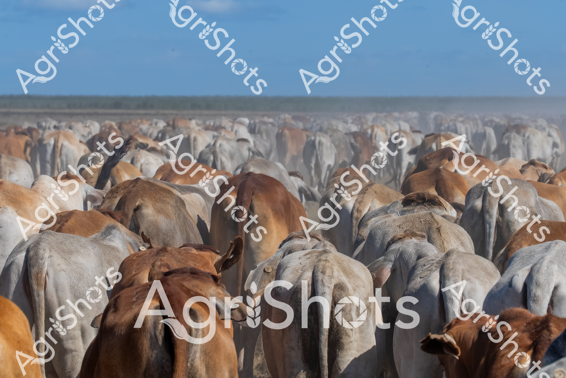 ALMABIN_0796674971_0422302-scaled-watermarked-image-1.png