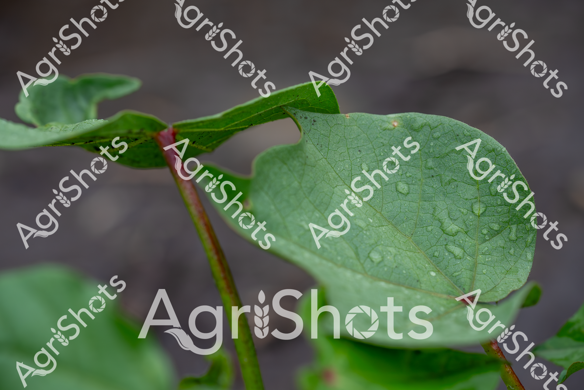 Water droplets glisten on a vibrant green leaf, revealing the delicate vascular network of veins that transport essential nutrients through the plant's system. The leaf appears to be from a young, healthy crop plant, with a rich emerald color that speaks to optimal growing conditions and careful agricultural management. Soft, diffused light highlights the leaf's glossy surface, creating a sense of freshness and vitality that is quintessential to successful crop cultivation. The intimate macro perspective draws viewers into the intricate world of plant biology, showcasing the microscopic details that represent the foundation of agricultural productivity. Each water droplet acts like a tiny lens, magnifying the leaf's complex texture and cellular structure, symbolizing the precision and care inherent in modern agricultural practices. This image captures the essence of agricultural potential - a single leaf representing the promise of growth, nourishment, and sustainable food production.