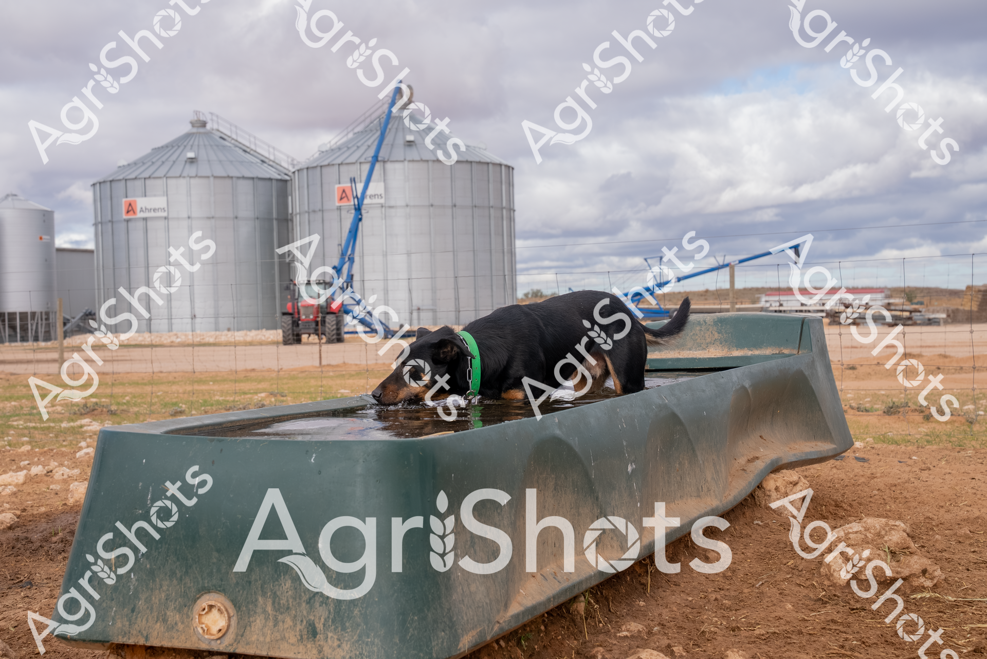 A loyal working dog finds respite from the arid rural landscape, cooling off in a robust water trough positioned near substantial Ahrens grain silos. The black and tan canine, wearing a vibrant green collar, seeks relief from the harsh, sun-bleached environment, its body partially submerged in the metallic green water container. Expansive wheat paddocks stretch across the background, punctuated by gleaming silver storage structures and a distant blue crane, signaling the agricultural infrastructure of this remote farming location. Overcast skies with layered grey clouds suggest the potential for rainfall, providing a dramatic backdrop to the sparse, ochre-toned terrain. The dog's posture - calm and deliberate - reflects the resilient spirit of rural working animals that are integral to agricultural operations. This scene captures the essential partnership between working dogs, landscape, and agricultural infrastructure, embodying the rugged essence of Australian farm life.