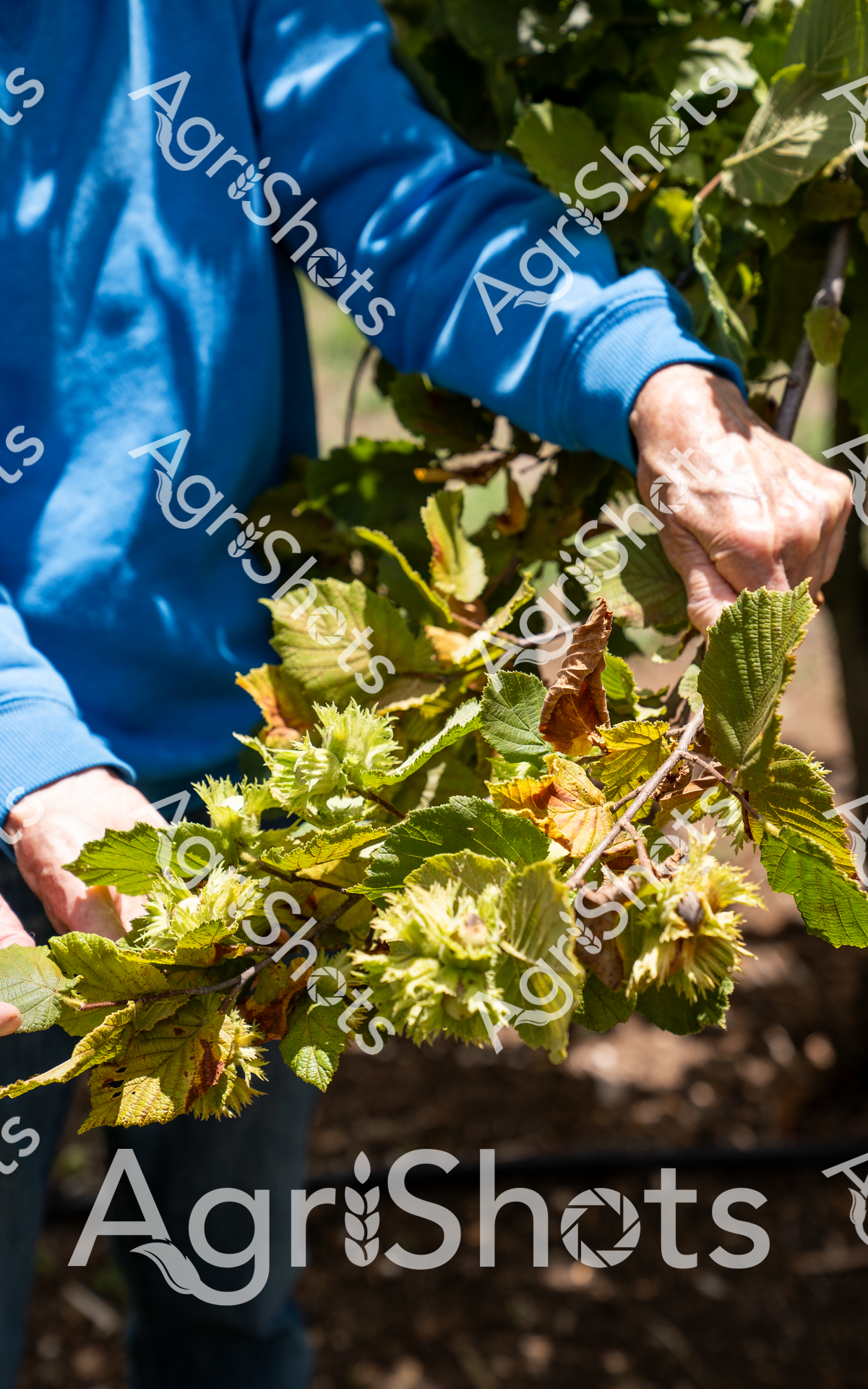 Hazelnut Harvest: Skilled Orchard Worker

Golden afternoon sunlight illuminates fresh green and yellowing hazelnut leaves as weathered hands carefully examine a robust branch laden with developing nuts. Wearing a vivid blue work jacket, the experienced agricultural worker demonstrates precise crop inspection techniques, gently turning the leafy branches to assess nut development and plant health. The intricate cluster of hazelnuts nestles among serrated green leaves showing subtle color transitions from vibrant lime to warm amber, signaling the progression of late summer or early autumn harvest season. Rich soil and soft shadows in the background suggest a meticulously maintained orchard environment, highlighting the careful stewardship required in specialized nut cultivation. Each hand movement reveals generations of agricultural knowledge - a tactile understanding of plant biology and seasonal rhythms fundamental to successful hazelnut production. The image captures the intimate connection between farmer and crop, representing the precision and care inherent in Australian agricultural practice.