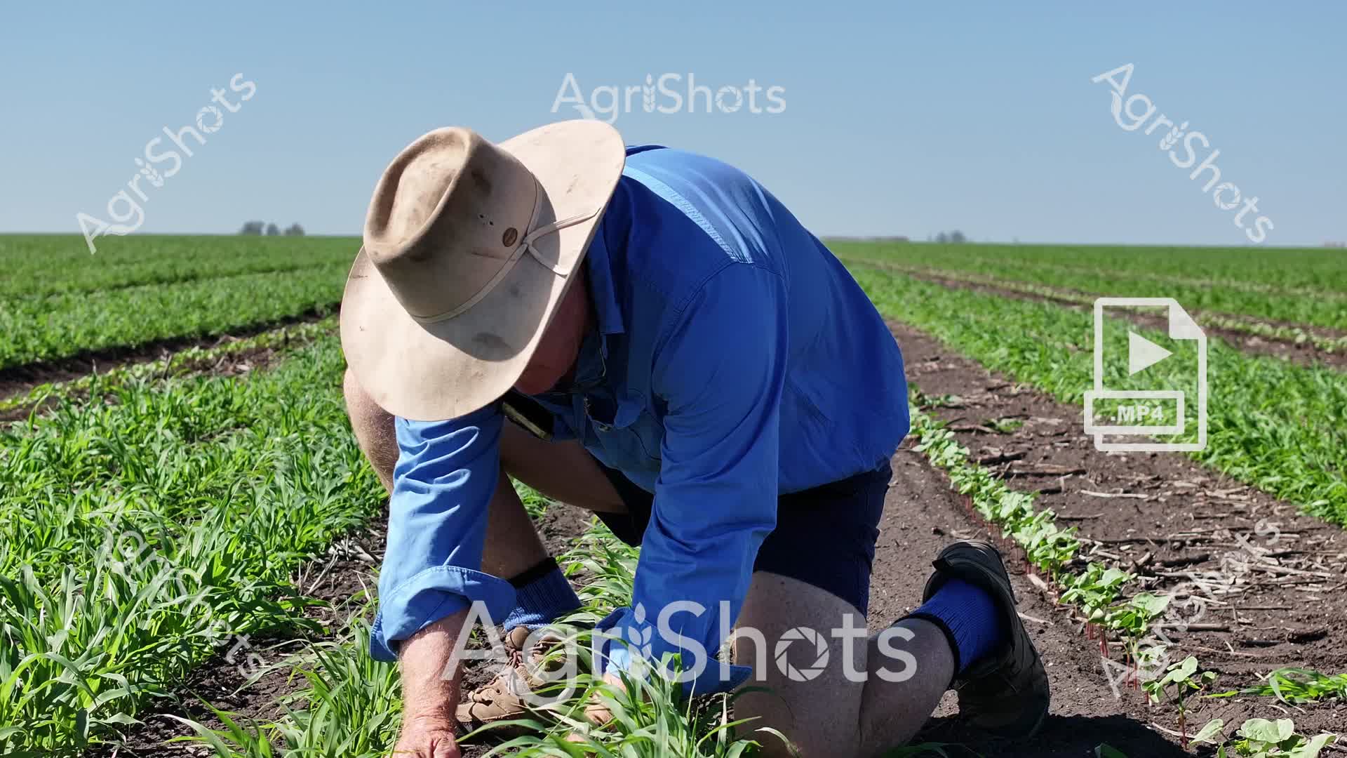 A man farmer crouches intently among young green crops, carefully inspecting the emerging plants in a meticulously prepared agricultural field. Wearing a wide-brimmed protective sun hat and a bright blue long-sleeved work shirt, he bends low to examine the crop rows with expert precision. The surrounding landscape reveals a vast, flat green field with neat parallel planting rows, demonstrating the systematic approach of modern broadacre farming. Soft morning light bathes the scene, casting subtle shadows across the rich dark soil between the vibrant green crop shoots. The farmer's posture suggests careful assessment - likely checking plant health, growth consistency, or early signs of potential crop issues. The image captures a quintessential moment of agricultural diligence, showcasing the hands-on expertise required in contemporary crop management.