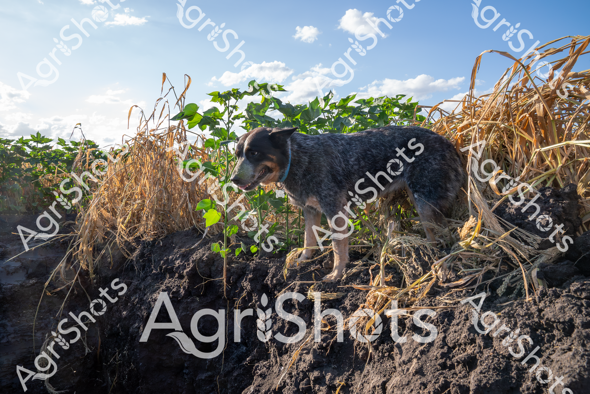 An Australian cattle dog stands vigilant on a rugged, freshly tilled agricultural field edge, embodying the resilient spirit of rural working companions. The blue heeler's mottled coat blends seamlessly with the dark, rich soil and dried crop stubble surrounding it, highlighting the dog's natural camouflage and close connection to the farming landscape. Vibrant green shoots emerge through the golden remnants of last season's harvest, creating a textural contrast against the cloudscape of soft cumulus clouds drifting across a bright blue sky. The dog's alert posture suggests readiness and purpose, a testament to the breed's heritage of herding and managing livestock across challenging Australian terrain. Early morning or late afternoon light casts warm highlights across the scene, emphasizing the dog's muscular form and the agricultural setting's organic textures. This image captures the quintessential relationship between working dogs and agricultural environments, symbolizing endurance, partnership, and the ongoing cycles of farming life.
