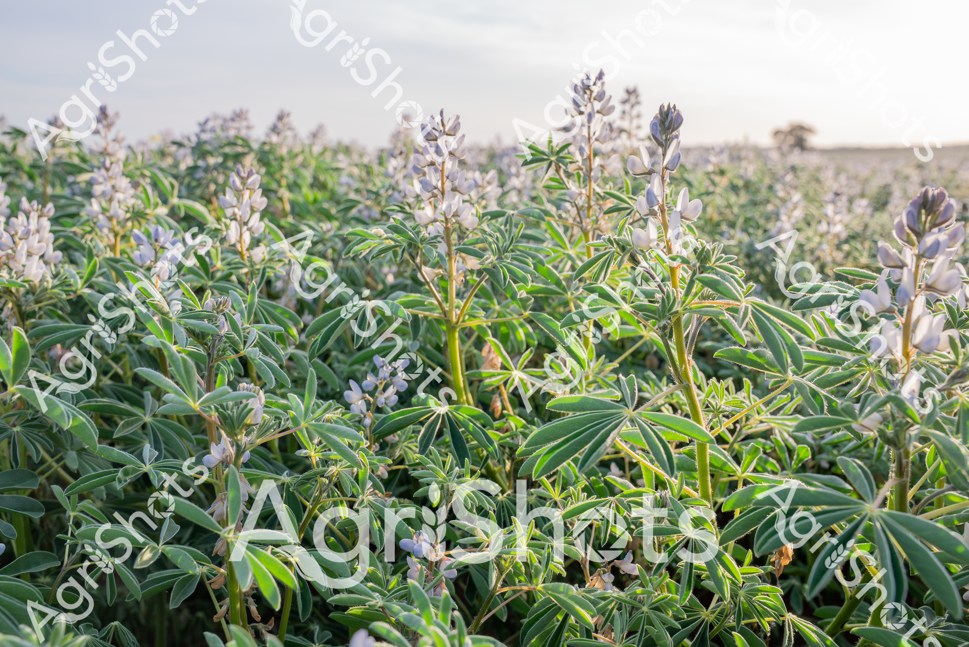 ALMABIN_1149148818_6185238-scaled-watermarked-image-1.png