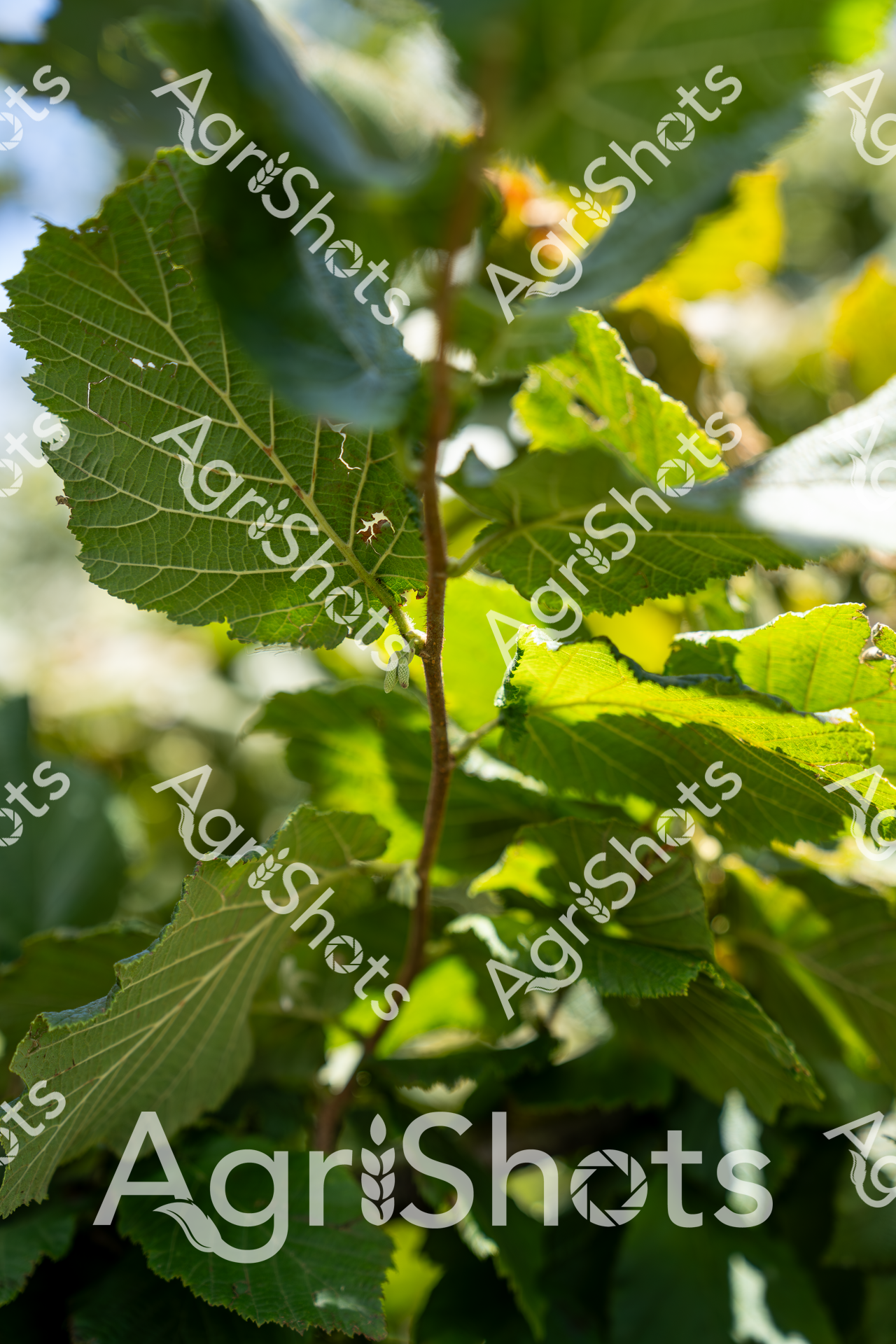 Close-up of vibrant green hazelnut leaves bathed in soft, dappled sunlight, revealing the intricate network of leaf veins and serrated edges. The lush foliage displays a rich gradient of green hues, from deep emerald to bright lime, highlighting the plant's healthy growth and vitality during the peak growing season. Delicate leaf textures are beautifully rendered, with subtle variations in light creating depth and dimension across the plant's canopy. Small hints of budding growth and the slender branch structure suggest this is a young hazelnut tree or shrub in an orchard or agricultural setting. The crisp, detailed macro perspective invites viewers to appreciate the microscopic details of agricultural botany, showcasing the meticulous care and natural beauty of crop cultivation. Soft background blur hints at a broader landscape, emphasizing the focused, intimate nature of this botanical portrait.