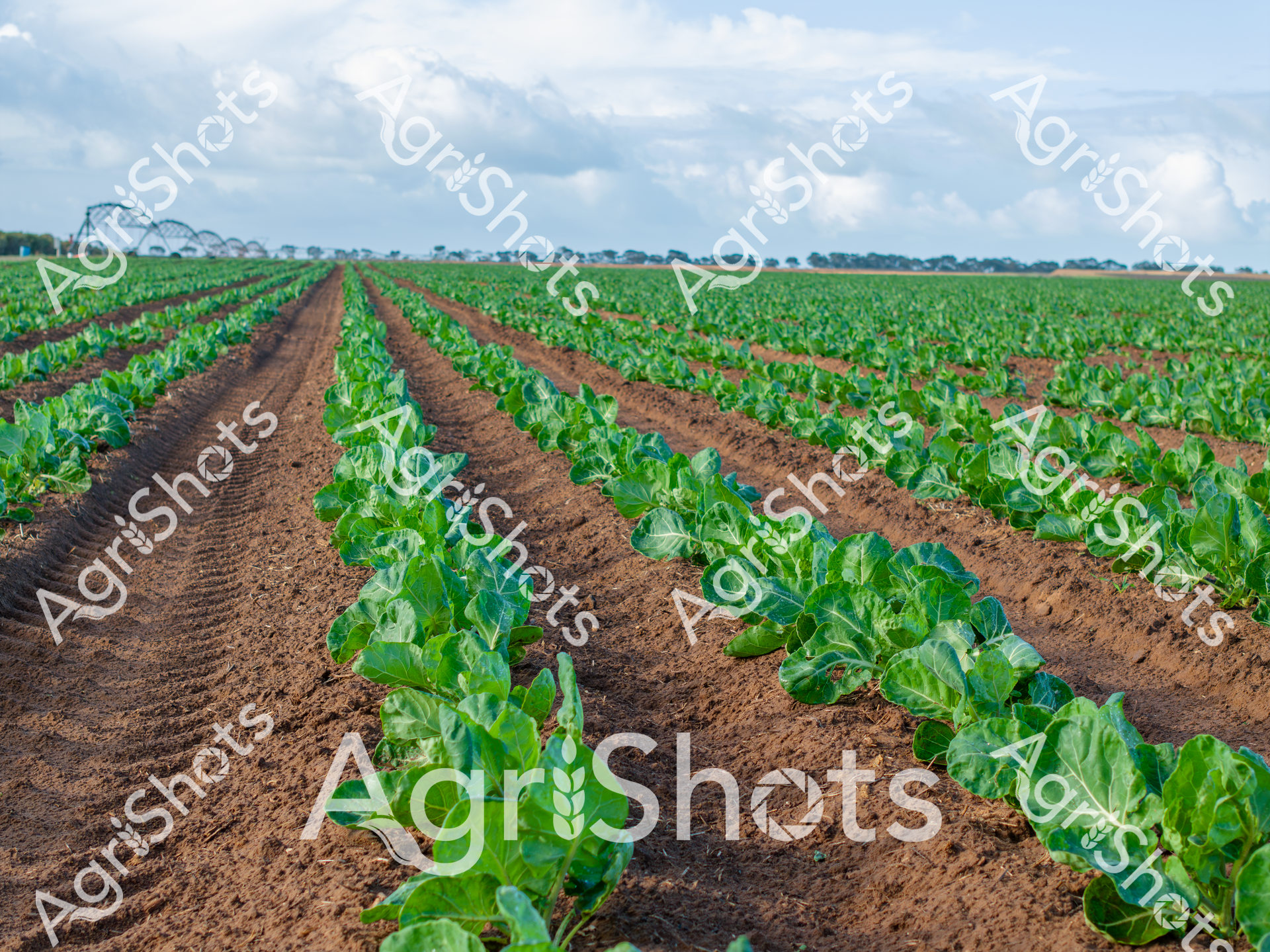 ALMABIN_1217401620_2931817-scaled-watermarked-image-1.png