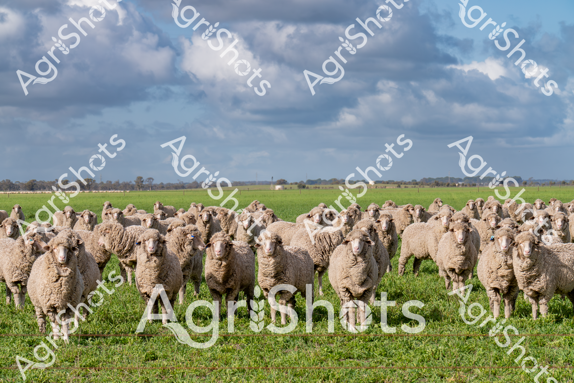 ALMABIN_1437466753_7494872-scaled-watermarked-image-1.png