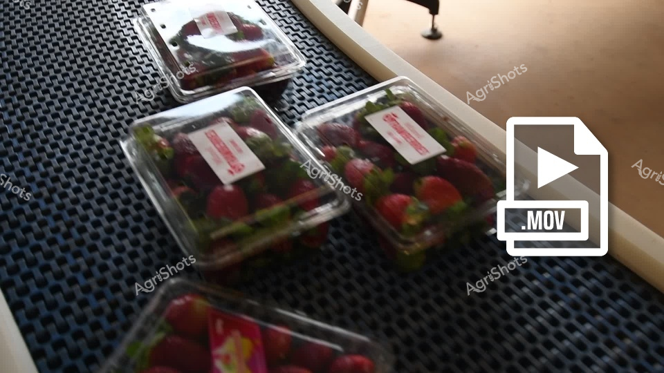 Fresh, ripe strawberries are carefully packaged in clear plastic containers, positioned on a textured dark surface. The strawberries appear vibrant and high-quality, with a mix of bright red and deep burgundy colors, suggesting they are freshly harvested and ready for market or retail distribution. The containers are neatly arranged, indicating a professional packaging and sorting process typical of modern agricultural production.