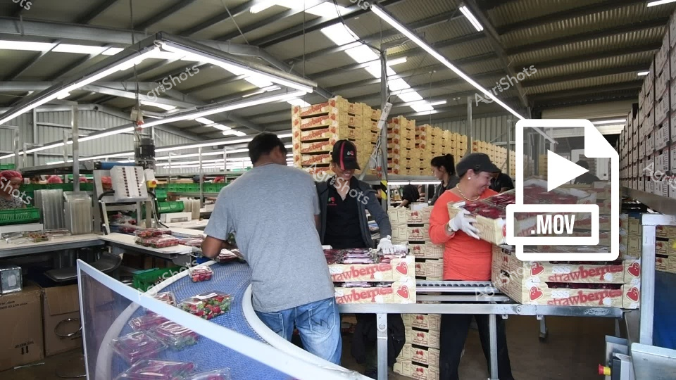 Workers sort and pack fresh strawberries at an indoor processing facility in Queensland's Queensland during harvest season. A man farm worker in a gray shirt and woman farm hand in a red top carefully handle the delicate fruit on white tables, surrounded by stacked strawberry boxes in this bustling horticulture operation. The warehouse setting with fluorescent lighting showcases the professional produce handling that transforms freshly picked strawberries from field to market-ready product.