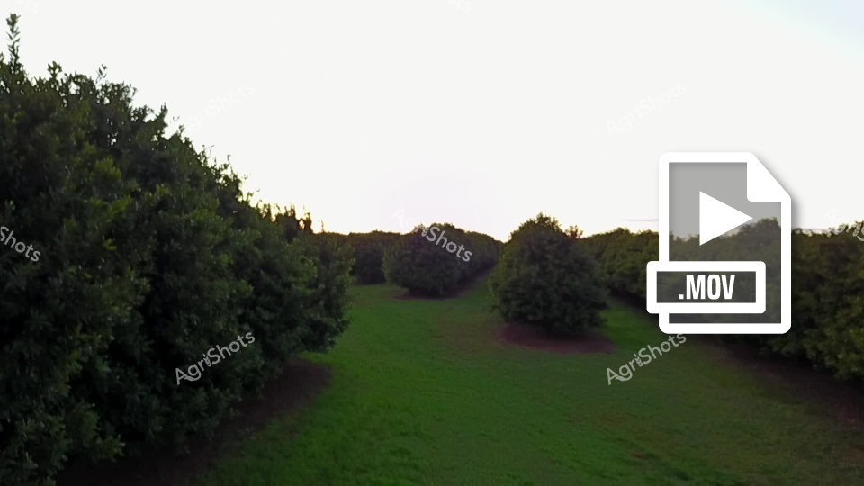 The image appears to be a video file (.MOV) of a lush green orchard or agricultural landscape. A verdant grass pathway winds between dense rows of mature trees or shrubs, creating a serene pastoral scene. The greenery suggests a well-maintained agricultural property, with carefully spaced vegetation and a meticulously maintained grassy area between the plantings. Soft, diffused lighting indicates either early morning or late afternoon, casting gentle shadows across the uniform landscape. The surrounding vegetation appears to be carefully cultivated, with consistent spacing and healthy, vibrant foliage indicating professional agricultural management. While the specific crop or tree type is not immediately identifiable, the scene represents a pristine example of carefully managed agricultural land, showcasing the precision and care typical of modern farming practices.