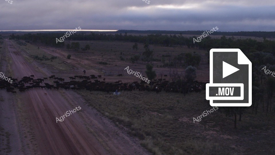 A herd of beef cattle moves across the dusty paddocks of a Queensland cattle station during twilight hours. The cattle are scattered throughout the vast landscape, grazing on sparse vegetation as they navigate the weathered terrain typical of extensive grazing operations. The expansive rural property stretches toward the horizon under dramatic evening skies, showcasing the scale and challenging conditions of outback cattle farming. This aerial perspective captures the essence of station life, where hardy cattle adapt to the harsh Australian landscape while stockmen manage large herds across thousands of acres.