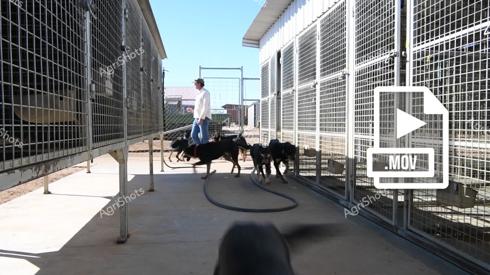 A woman in a white top and blue jeans works with several black dogs in a kennel or animal facility. The dogs appear to be herding or working breeds, moving together in a concrete walkway between chain-link and metal-grid enclosures under a bright, sunny sky. The setting looks like a professional animal care or training facility with multiple kennel runs and structured pathways.