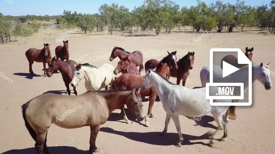 This image shows a group of horses in an arid, sparsely vegetated landscape with trees in the background. The horses are of various colors, including brown, white, and light tan/buckskin. They appear to be standing together in a loose group on dry, sandy ground. A .MOV video icon is overlaid on the image, suggesting this is a video or movie file of these horses. The horses seem to be in a natural, open environment typical of an Australian or similar dry pastoral setting.