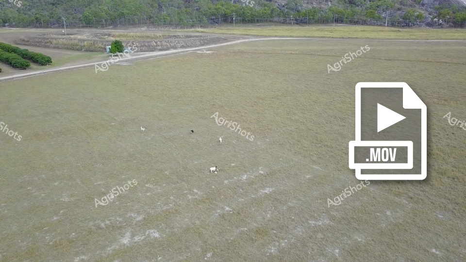 An aerial view of a spacious grazing pasture with several white animals (likely sheep) scattered across a grassy, mottled green and grayish field. The landscape features a wooded area in the background and appears to be a rural agricultural setting with defined pathways and field boundaries. The image provides a wide perspective of the pastoral landscape, showcasing the open grassland and the animals grazing peacefully.