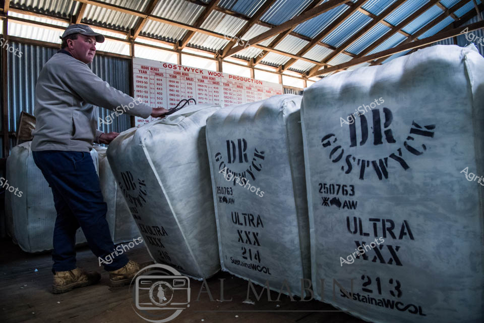 Dusty golden light filters through the corrugated iron roof of the Gostwyck woolshed, illuminating massive wool bales marked with the distinctive 'DK' brand. A seasoned wool handler in a soft grey jacket and work cap carefully manages freshly pressed Ultra XXX grade Merino wool bales, each compressed and labeled with precise identification numbers. The weathered interior tells a story of generations of Australian wool production, with a historical production chart hanging behind revealing decades of agricultural heritage. Sturdy work boots planted firmly on the wooden floor, the worker embodies the quiet concentration and skill integral to rural wool processing. The crisp white wool bales contrast against the rustic shed's warm timber and metal surfaces, representing the pinnacle of Australian fine wool production - a testament to the meticulous craft of transforming fleece into a globally renowned textile commodity. This scene captures the intersection of traditional agricultural practice and precision manufacturing, highlighting the Merino sheep industry's crucial role in Australia's economic and cultural landscape.
