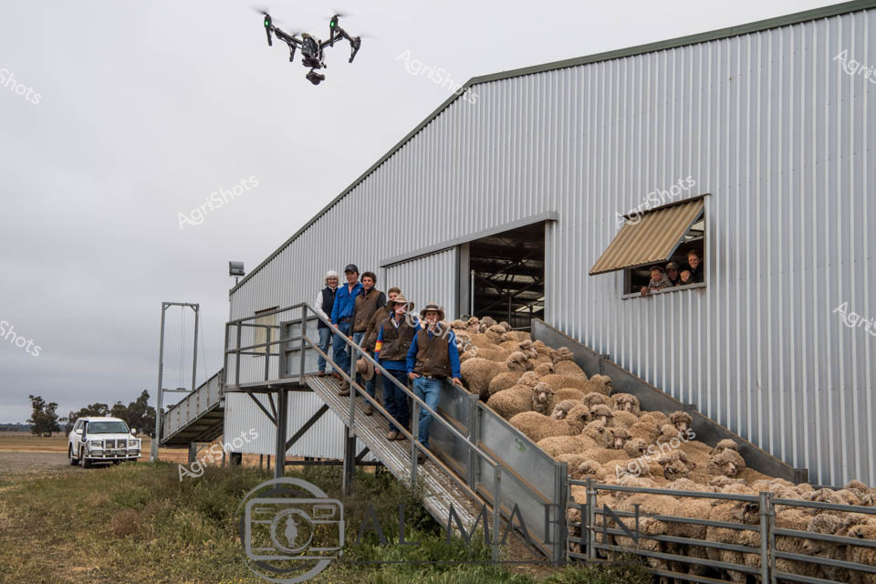 Merino wool production unfolds at a classic Australian agricultural site, where a drone hovers overhead capturing the rhythmic activity of shearing. Inside a weathered corrugated steel woolshed, a line of experienced shearers stands on an elevated platform, their sturdy work attire of blue jackets and hardy denim reflecting generations of pastoral tradition. A massive mob of woolly Merino sheep fills the loading ramp, their dense fleeces a testament to careful breeding and expert livestock management. The overcast sky and rural landscape suggest early morning, with a rugged utility vehicle parked nearby, hinting at the remote station setting. One worker peers from a side window, observing the scene, while the aerial drone provides a unique perspective on this quintessential Australian agricultural process. The composition speaks to the precision, teamwork, and technological innovation emerging in contemporary wool production, bridging traditional farming practices with modern agricultural techniques.
