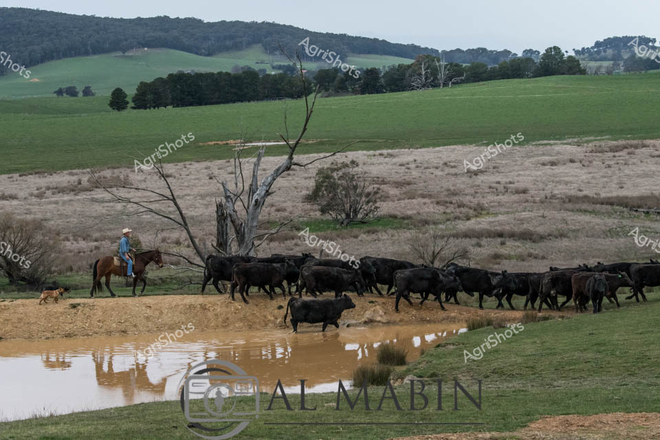 Dusty stockhands and a loyal working dog accompany a herd of sleek black Angus cattle across a windswept rural landscape in New South Wales. The weathered, bare tree stands sentinel over the muddy watering hole where cattle pause to drink, their reflections rippling in the murky water. Rolling green pastures transition to dried golden grasslands, creating a textural patchwork that speaks to the changing seasons of Australian agricultural country. A stockman on horseback, dressed in classic blue work attire, guides the herd with practiced ease, his movements as rhythmic and deliberate as the cattle's steady progression. The distant forested hills provide a muted blue-green backdrop, emphasizing the rugged beauty of this working pastoral scene. This image captures the essence of cattle mustering - a timeless Australian tradition of moving livestock across vast, challenging terrains, highlighting the skill, patience, and connection between farmers, their animals, and the land.