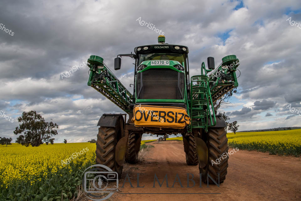 Thundering across a golden canola field under brooding skies, this massive Goldacres self-propelled sprayer commands attention with its imposing green profile. The precision agricultural machine straddles a rust-colored dirt track, its expansive spray booms extended wide like mechanical wings against a dramatic cloudscape of steel grey and soft blue. An oversized yellow "OVERSIZE" sign warns of the vehicle's substantial dimensions, highlighting the impressive scale of modern farming equipment. Vibrant yellow canola blooms carpet the surrounding landscape, creating a stunning chromatic contrast with the deep green of the sprayer and the moody atmospheric conditions. The high-clearance sprayer represents the pinnacle of agricultural technology, designed to efficiently apply crop treatments across vast broadacre farmlands typical of rural New South Wales. This image captures the raw power, technological sophistication, and breathtaking natural beauty that define contemporary Australian agricultural practices.