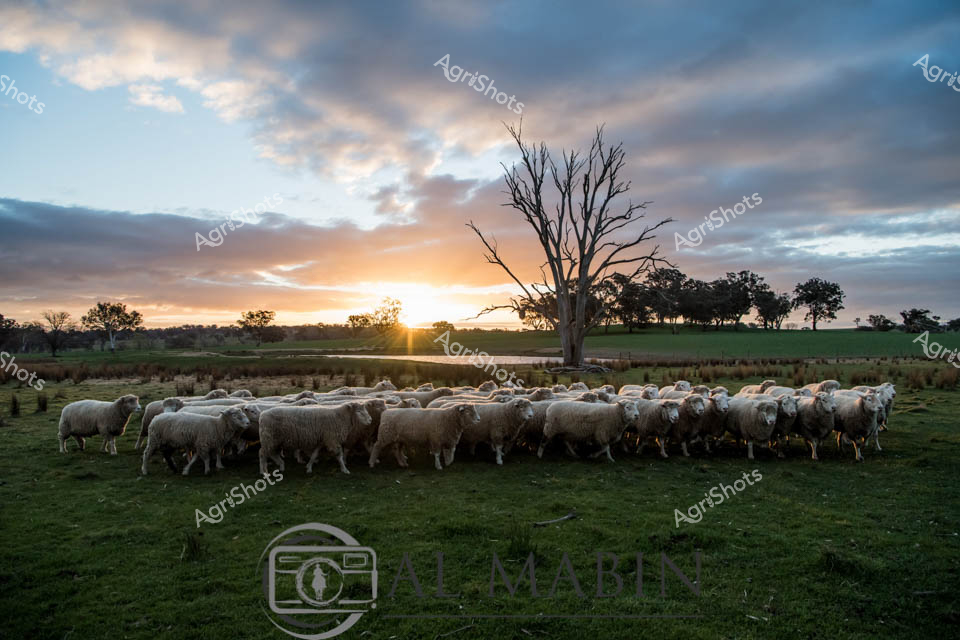 Merino rams huddle together in a tranquil pasture as dawn breaks across the New South Wales countryside. Golden sunlight pierces the soft morning clouds, casting long shadows across the verdant grasslands and illuminating a stark, weathered gum tree standing sentinel in the background. The flock is tightly clustered, their dense woolly coats reflecting the early morning light in shades of cream and silver, showcasing the robust health of these prized agricultural assets. Rolling paddocks stretch into the distance, revealing a classic Australian rural landscape of scattered trees and open grazing land. The scene captures the quiet moments before mustering, with the rams clustered together for warmth and security as the day's first light signals the beginning of agricultural activities. This image embodies the timeless connection between Australian farmers, the livestock, and the expansive, breathtaking landscapes that define rural production.