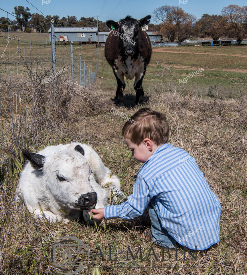 Nestled in a late autumn paddock near a rustic farm shed, a young child in a crisp blue and white striped shirt gently offers vegetation to a pristine white Speckle Park calf. The young bovine rests comfortably in dry grass, its black-tipped ears and distinctive white coat gleaming in the soft natural light. Behind them, a dark and muscular Speckle Park breeding cow stands watchful, her powerful form framed by weathered fence posts and bare-branched trees typical of a New South Wales rural landscape. The intimate moment captures the tender connection between youth and livestock, highlighting the nurturing spirit of agricultural life. Weathered grasses, bare earth, and the distant farm infrastructure create a textured backdrop that speaks to the resilience of pastoral environments. This image embodies the quiet moments of farm life - where care, curiosity, and the rhythms of agricultural stewardship intersect.