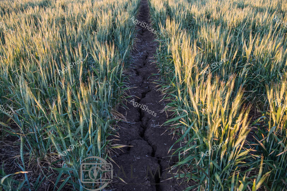 Dusty fault lines slice through golden wheat at the height of summer, revealing parched earth in a stark New South Wales paddock. Wheat stalks - a palette of pale green and amber - lean and sway, their delicate seed heads catching the warm afternoon light, betraying the harsh agricultural challenge beneath their surface beauty. Deep cracks fragment the dark soil, testament to prolonged drought conditions challenging grain farmers across the region. The narrow pathway between the wheat reveals the ground's desperate thirst, with fractures spreading like veins across the paddock, highlighting the critical resilience required in Australian dryland farming. Each crack tells a story of water scarcity, soil stress, and the unrelenting climate pressures faced by grain producers in this unforgiving landscape. The image captures the raw, austere beauty of agricultural struggle - where nature's fragility and farmers' determination intersect under the uncompromising Australian sun.