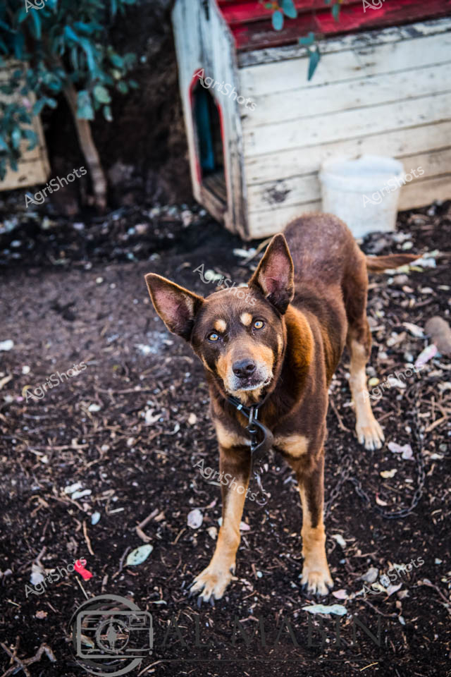 Australian Cattle Dog sentinel - a weathered blue heeler stands alert in a rustic farm yard, embodying the resilient spirit of rural Queensland. His intense blue-grey eyes and lean, muscular build showcase the quintessential working dog breed developed for harsh Australian pastoral conditions. The dog wears a worn leather collar, standing on compact ground littered with debris near an aged wooden outbuilding, suggesting a hard-working life on a remote cattle station. His coat displays rich bronze and dark brown markings, typical of the breed's genetic heritage, blending seamlessly with the earthy, textured landscape. The surrounding environment speaks to the rugged, no-nonsense nature of Australian agricultural life - sparse, functional, and focused on survival. This image captures the unbreakable bond between working dogs and rural communities, where these intelligent, hardy animals are not just pets, but critical partners in managing livestock across challenging terrains.