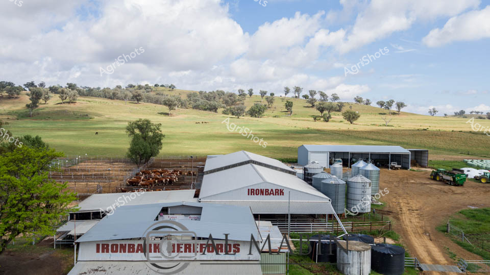 Ironbark Herefords: A Symphony of Rural Productivity

Rolling golden pastures of New England's high country embrace a meticulously organized cattle station, where russet-colored Hereford cattle cluster within precision-engineered steel yards. Silvery steel sheds branded with the Ironbark logo anchor the landscape, their corrugated roofs gleaming under a vast sky dappled with cumulus clouds. Grain silos and agricultural machinery punctuate the dusty earthen periphery, revealing the sophisticated infrastructure behind modern pastoral enterprise. Scattered eucalyptus trees cast intermittent shadows across the undulating paddocks, their muted green a counterpoint to the rich ochre and amber tones of the grasslands. The scene captures the quintessential Australian agricultural aesthetic - a harmonious blend of natural terrain and strategic farming infrastructure, where generations of livestock management expertise are distilled into every carefully constructed element. This is a landscape of quiet industry, where the rhythms of cattle breeding and land stewardship pulse with understated intensity.