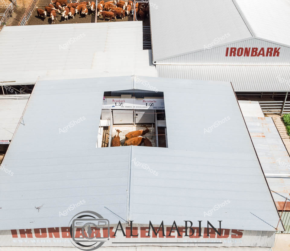 Hereford cattle cluster in the gleaming white-walled processing facility at Ironbark Cattle Yards, their rich russet and white coats creating a warm contrast against the industrial metallic architecture. Sleek corrugated iron buildings frame precise handling pens, revealing a sophisticated modern agricultural infrastructure designed for efficient livestock management. The overhead view captures the structured movement of cattle through carefully engineered chutes and holding areas, showcasing the precision of contemporary beef production systems. Reddish-brown cattle with distinctive white faces move purposefully through the gleaming white and silver structures, highlighting the interface between traditional livestock breeding and advanced agricultural engineering. The Ironbark branding speaks to a professional, high-quality stud operation committed to excellence in cattle breeding and management. This aerial perspective transforms an everyday agricultural scene into a compelling visual narrative of rural innovation, showcasing the New England region's sophisticated approach to beef cattle production.