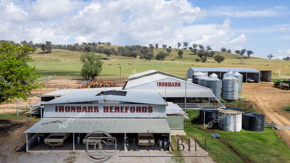 Ironbark Herefords sprawls across a quintessential New England tablelands landscape, where undulating golden pastures meet scattered eucalyptus woodlands under a vast, cloud-dappled sky. Gleaming white corrugated iron agricultural sheds branded with the distinctive "IRONBARK HEREFORDS" signage anchor the property, surrounded by robust steel cattle yards and towering cylindrical grain silos. Meticulously maintained infrastructure speaks to a professional, high-performance beef cattle breeding operation, with clean infrastructure and carefully managed paddocks suggesting a premium stud operation. The scene captures the essence of Australian pastoral agriculture - expansive grasslands dotted with sturdy white gum trees, industrial-grade agricultural facilities, and the promise of world-class livestock breeding. Metallic silver and white structures contrast beautifully with the earthy green and ochre tones of the surrounding landscape, creating a striking visual representation of modern agricultural enterprise in rural New South Wales. The immaculate facility reflects generations of agricultural expertise and commitment to maintaining high-quality Hereford cattle breeding standards.