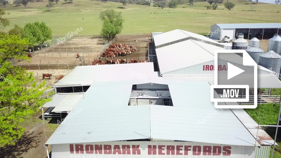 Aerial view of an Ironbark Herefords cattle station in a lush green pasture, showcasing multiple white farm buildings, cattle yards with red-coated Hereford cattle, and surrounding grassland with scattered trees. The modern agricultural facility highlights sustainable cattle breeding infrastructure in what appears to be a fertile agricultural region of Australia, with clean, well-maintained facilities and spacious cattle pens.