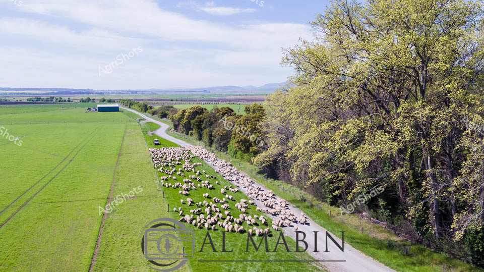 Merino ewes stream along a verdant irrigation channel, their woolly forms creating a sinuous river of white and cream against the lush spring pastures of Tasmania. A centre pivot irrigator stands sentinel in the distance, testament to the precision of modern agricultural practices in this fertile landscape. The pastoral scene unfolds beneath a soft blue sky, with mature trees lining the farm track offering a textured green boundary to the meticulously managed grasslands. Hundreds of sheep move with quiet purpose, their dense fleeces hinting at the renowned wool quality of Tasmanian agriculture. The early morning light casts a golden-green glow across the landscape, highlighting the undulating terrain and the carefully maintained farm infrastructure. This image captures the essence of Tasmanian sheep farming - a harmonious blend of natural beauty, agricultural expertise, and sustainable land management.
