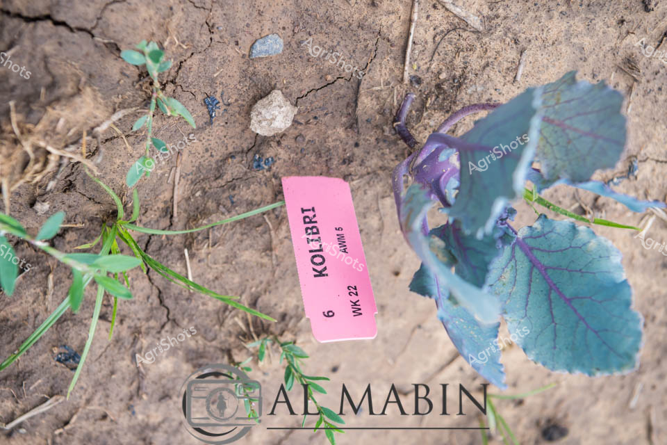 A vibrant agricultural research moment captures the delicate early stages of a Kolibri variety Swede crop, nestled in rich, cracked earth. A pink identification tag marks the specific cultivar and week of planting, signaling meticulous crop tracking at this agricultural research site. Emerging green and purple-blue leaves demonstrate the young plant's resilient growth, with tender stems reaching outward against the textured soil background. Subtle details of soil moisture, plant vigor, and precise agricultural documentation reveal the careful science behind vegetable production. The close-up perspective invites viewers into the intricate world of horticultural research, where each small plant represents potential food production and agricultural innovation.