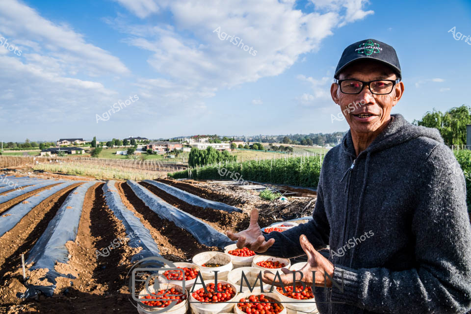 Sun-drenched market garden in rural New South Wales reveals a seasoned farmer proudly displaying his vibrant harvest of ripe red cherry tomatoes. Meticulously prepared agricultural beds stretch across the landscape, covered in black plastic mulch to optimize soil temperature and moisture retention. Wearing a dark gray fleece and baseball cap, the experienced grower gestures alongside multiple white buckets brimming with small, glossy tomatoes, reflecting years of careful cultivation. The expansive background showcases a patchwork of agricultural land, with green trees and distant residential buildings under a luminous blue sky with wispy clouds. Each carefully tended row demonstrates precision agriculture techniques, with uniform plantings suggesting decades of horticultural expertise. The image captures the essence of sustainable small-scale farming - a blend of traditional knowledge and modern agricultural methods, highlighting the dedication required to produce high-quality fresh produce for local markets.