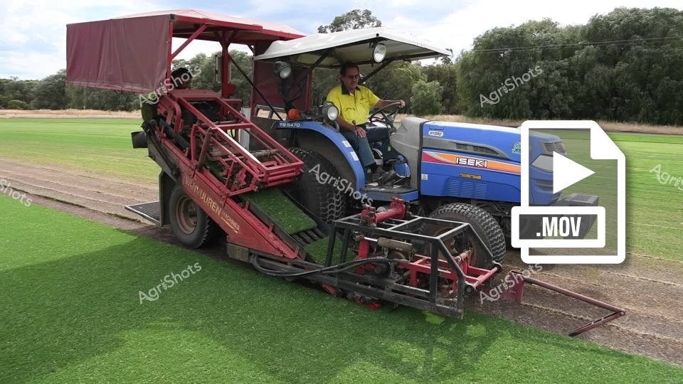 A woman farm worker operates an Iseki tractor equipped with specialized turf cutting machinery across a green field in Western Australia. The red turf harvesting equipment precisely cuts and rolls strips of grass, creating neat rows of harvested turf ready for collection. The operator skillfully maneuvers the compact tractor and attached cutting implement, demonstrating the precision required for commercial turf production in the agricultural landscape.
