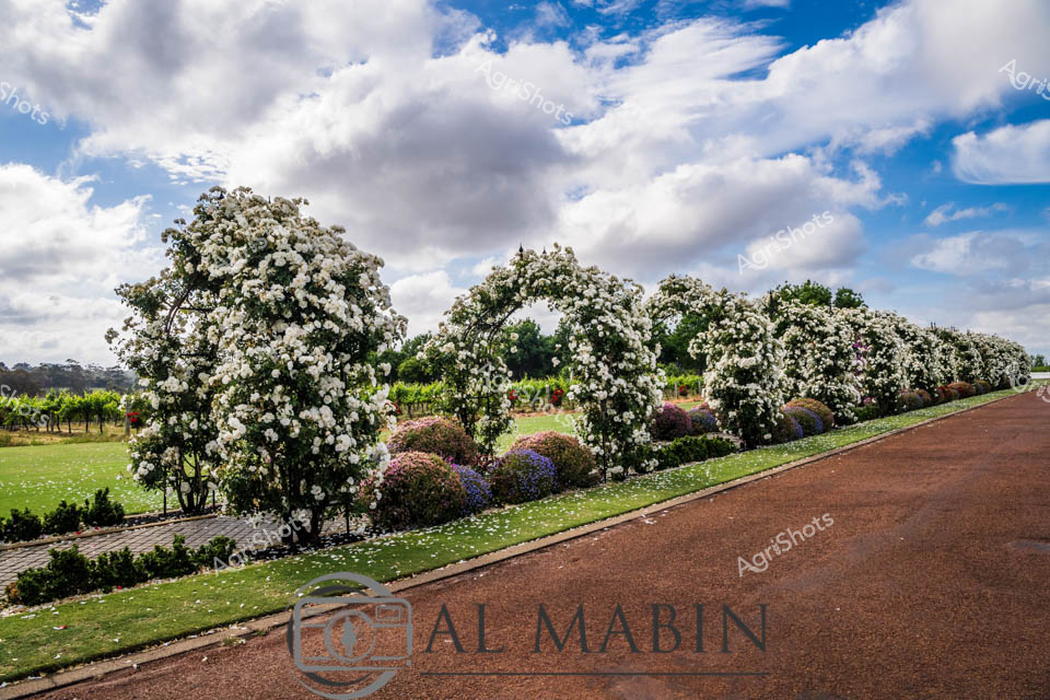 Alabaster rose archways bloom resplendently across a meticulously manicured vineyard landscape in Western Australia's Margaret River region. Pristine white roses cascade in abundant clusters over elegant trellised arches, creating a stunning botanical corridor alongside a rust-colored gravel pathway. Verdant green lawn borders the rose-lined walkway, with sculptural rounded shrubs in muted purple and green providing textural counterpoints to the brilliant floral display. Soft cloud formations drift across a expansive blue sky, casting dynamic shadows and illuminating the lush agricultural setting with dramatic natural light. The scene captures the sophisticated horticultural precision of a premium wine estate, where aesthetic beauty is cultivated with the same care and attention devoted to viticultural excellence. This breathtaking vista represents the harmonious intersection of agricultural craft, landscape design, and natural beauty characteristic of Margaret River's renowned wine country.
