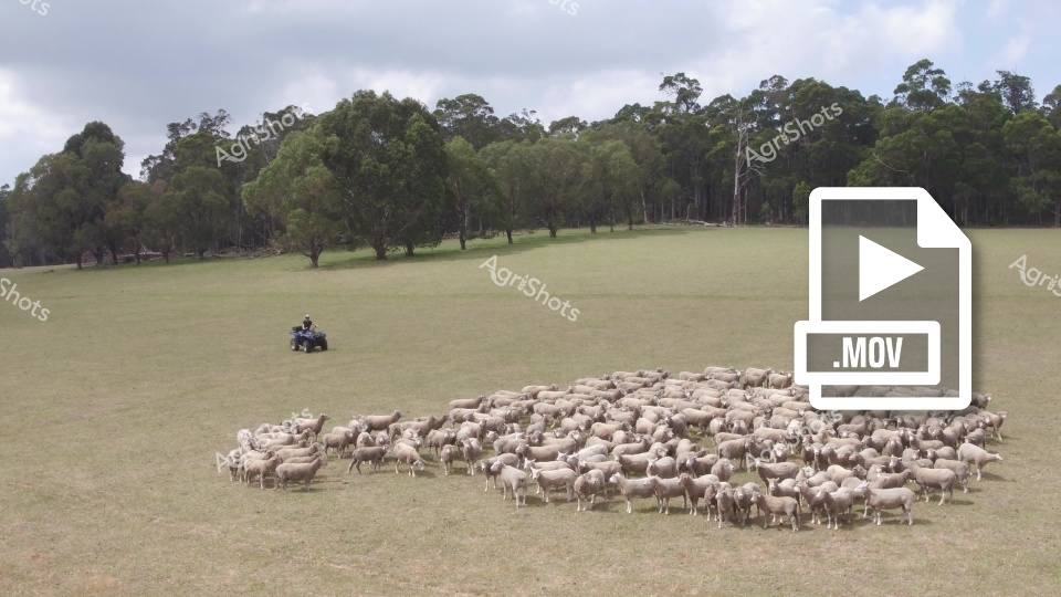 A large flock of sheep gathers in a grassy paddock in Western Australia, with a farm worker on an ATV positioned in the background overseeing the mustering operation. The sheep are densely clustered together in the open field, displaying typical flocking behavior during livestock handling. Rolling green pastures stretch toward a tree line of native eucalyptus, creating a quintessential Australian agricultural landscape under an overcast sky. This scene captures the essential practice of sheep mustering on a Western Australian farm property.