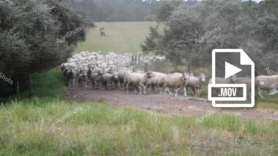 A large flock of sheep moves along a rural road in Western Australia, creating a dusty procession as they are mustered between green paddocks. The sheep flow like a white river down the gravel track, flanked by native trees and lush grass verges that indicate good seasonal conditions. In the background, rolling hills and established vegetation create the quintessential pastoral landscape of the region. This mustering operation demonstrates traditional livestock management practices, with the sheep being moved between grazing areas or toward sheep yards for handling.