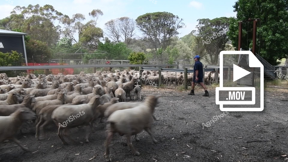 A man working as a stockman navigates through sheep yards in Western Australia, managing a large flock of sheep during mustering operations. The woolly sheep move through the yard system while the stockman coordinates their movement, with metal railings and gates providing structure for efficient livestock handling. Trees frame the rural landscape in the background, creating a typical pastoral scene of Australian sheep farming operations in the established yards designed for sheep management.
