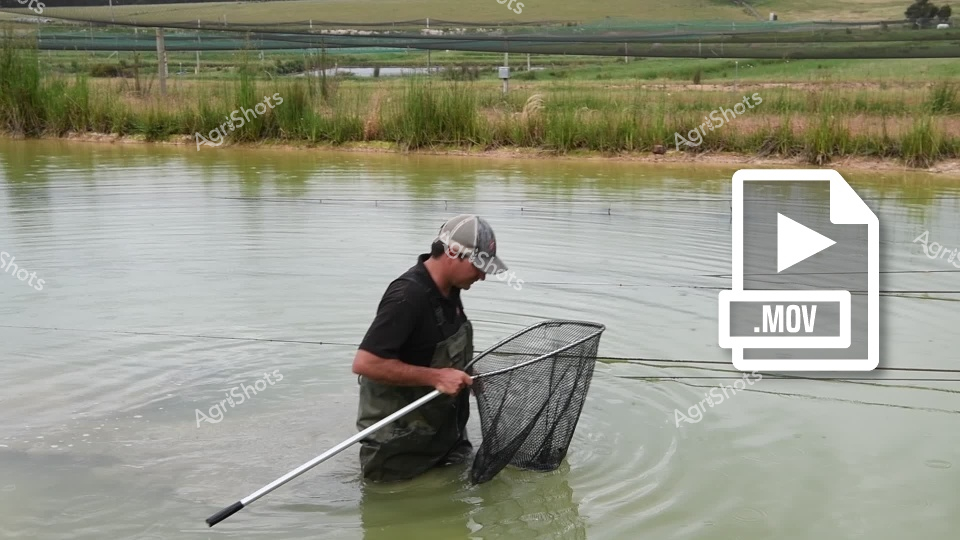 A man working as an aquaculture technician wades through the water at a Western Australian marron farm, using a long-handled net to harvest the freshwater crayfish from the dam. The rectangular net captures the maron as he moves through the shallow waters, demonstrating traditional aquaculture harvesting methods. Grassy banks and rural farmland stretch beyond the water's edge, highlighting the pastoral setting of this specialized farming operation in WA's agricultural region.