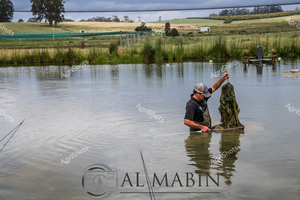 A farm worker wades chest-deep in a farm dam in Western Australia, carefully handling aquaculture netting during water management operations. The person, wearing protective clothing and a cap, demonstrates the hands-on nature of farm water infrastructure maintenance in the rural Maron region. Surrounding the dam, lush green reeds and grasses create a natural wetland environment, while rolling agricultural paddocks stretch toward distant farm buildings under an overcast sky. This scene captures the essential water management practices that support both aquaculture operations and broader farming activities across Western Australian agricultural properties.