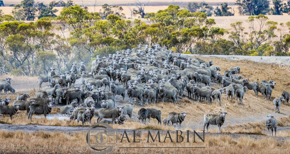 A massive flock of Merino sheep congregates in a dusty paddock in Western Australia, with hundreds of woolly animals clustered together across the golden grassland. The sheep appear to be gathering around water sources or feed areas, creating dense groups scattered throughout the dry landscape. Native Australian trees and shrubs dot the background, while the parched ground reflects typical pastoral conditions in WA's agricultural regions. This scene captures the scale of Australian sheep farming operations and the hardy Merino breed's adaptation to the continent's challenging rural environments.