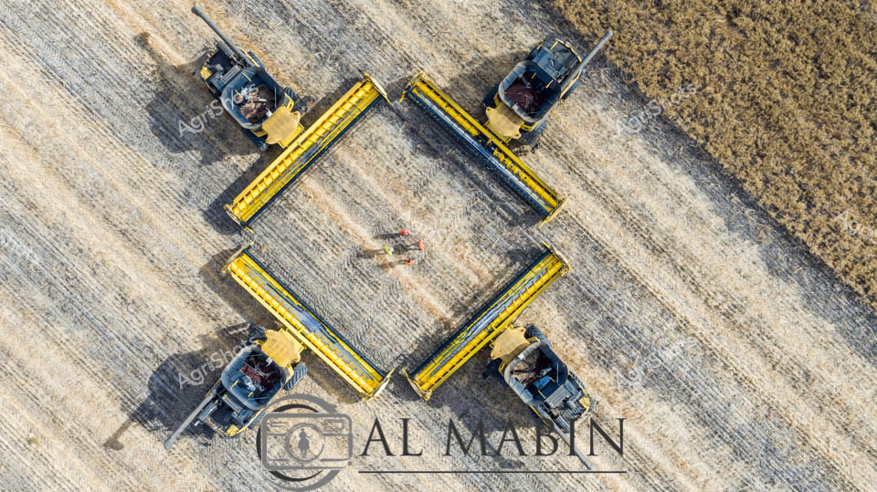 Aerial harvest choreography unfolds across the golden wheat fields of Western Australia, where four New Holland headers dance in precise geometric formation. Sweeping across the parched, straw-colored landscape, these massive harvesters create an intricate agricultural ballet, their long yellow cutting heads moving in synchronized rhythm against the muted earth tones of the ripened grain field. The late summer sunlight casts sharp shadows beneath each machine, highlighting the precision of modern farming techniques where technology transforms vast agricultural spaces into carefully orchestrated production zones. Dusty textures of the wheat stubble contrast with the gleaming metallic blues and yellows of the headers, representing the pinnacle of agricultural engineering and efficiency. This bird's-eye perspective reveals the stunning symmetry of contemporary grain harvesting, where massive machines transform hectares of cropland into carefully collected agricultural bounty within hours.