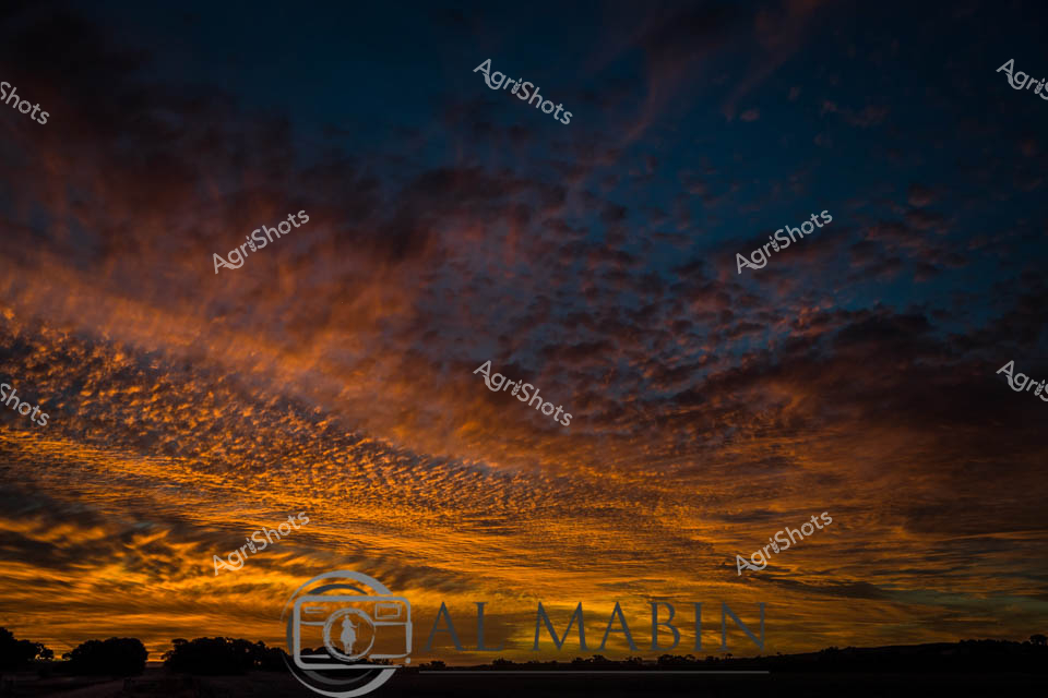 Incandescent flames of amber and gold engulf the vast Western Australian sky, transforming the horizon into a breathtaking canvas of textured cloudscapes. Delicate altocumulus clouds spread like molten metal across the darkening firmament, their intricate patterns illuminated by the dying light of a spectacular sunset. The silhouetted landscape beneath hints at the expansive rural terrain, with subtle outlines of distant trees marking the boundary between earth and the otherworldly sky. Deep azure tones blend seamlessly with the burning oranges and rich browns, creating a dramatic backdrop that speaks to the raw, untamed beauty of the Australian agricultural landscape. Each layer of cloud seems to ripple and pulse with an inner fire, capturing the ephemeral moment when day surrenders to night in the wide-open spaces of Western Australia. This celestial display represents the magnificent, ever-changing environment that forms the backdrop to agricultural life, a reminder of the profound natural rhythms that shape farming communities across the continent.