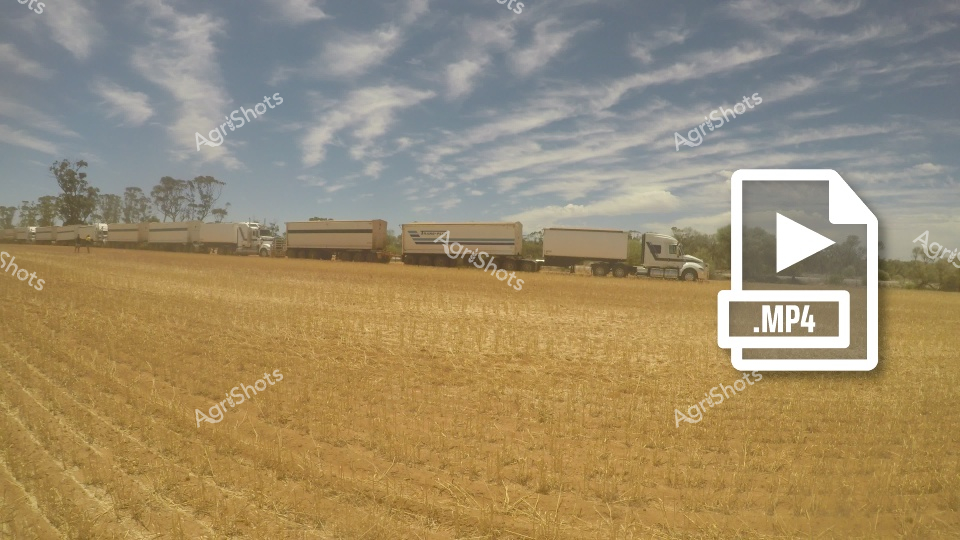A golden wheat field stretches under a dramatic cloudy sky, with multiple grain trucks lined up for harvest. Large road trains with trailers are positioned across the harvested paddock, ready to transport the season's crop. The landscape showcases the scale of modern Australian agricultural operations, with expansive golden stubble fields and machinery working in unison.