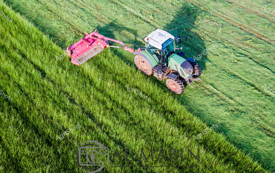 A green Fendt tractor with an attached pink hay mower cuts through lush green hay crops in a Tasmanian paddock. The aerial view captures the systematic harvesting operation as the powerful tractor creates neat windrows across the verdant field. The contrast between the vibrant green standing crop and the freshly cut hay demonstrates the precision of modern agricultural equipment during the busy harvest season.